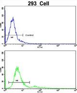 BAALC antibody, N-term