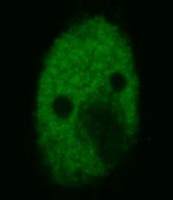 p53 antibody [BP53-12] (FITC)