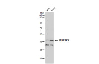 SERPINE2 antibody