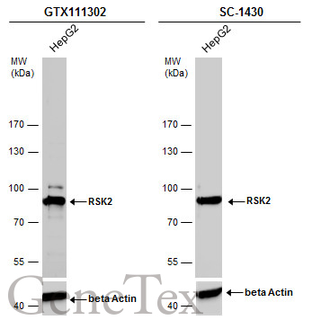 RSK2 antibody