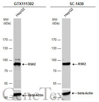RSK2 antibody