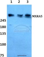 MXRA5 antibody