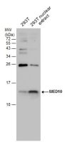 MED10 antibody