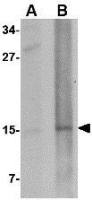 Nanos2 antibody