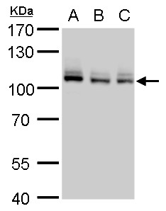 MCM4 antibody