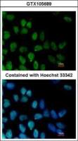 ZNF281 antibody [N1N3]