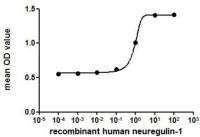 Human Neuregulin-1 protein, His tag (active)