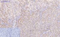 beta Catenin antibody [4F2]
