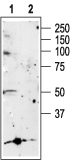 P2X5 antibody