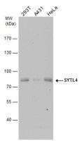 SYTL4 antibody