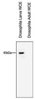 Rtf1 antibody - ChIP grade