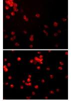 CD33 antibody [5C24]