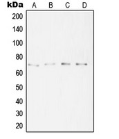 SYT16 antibody