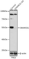BAF57 antibody