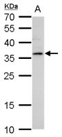 LYL1 antibody