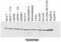 Hsp90 beta antibody [MBH90B]