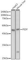 PEDF antibody