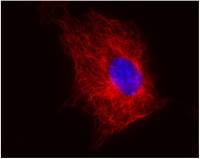 beta Tubulin antibody [TU-06]