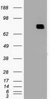 MX1 antibody [2G12]