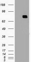 MX1 antibody [2G12]