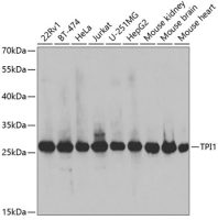 Triosephosphate isomerase antibody