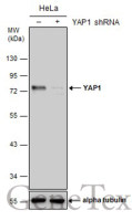 YAP1 antibody