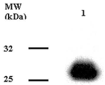 Adiponectin antibody [Ne.Na]