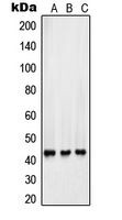 Surfactant Protein B antibody