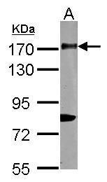 CD11b antibody [N1N2], N-term