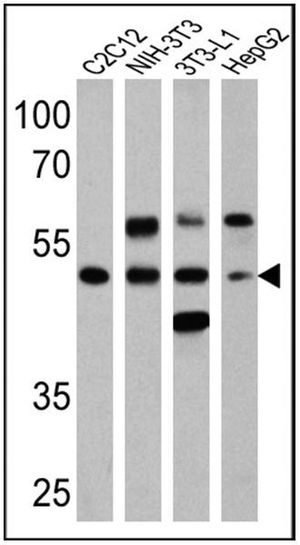 PPAR alpha (phospho Ser12) antibody