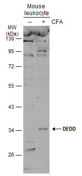 DEDD antibody