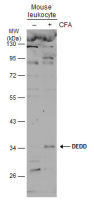 DEDD antibody