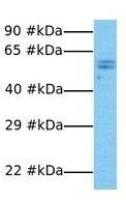 FOXP3 antibody, N-term