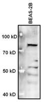 MECP2 antibody