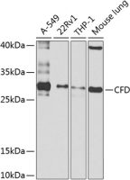 Complement Factor D antibody