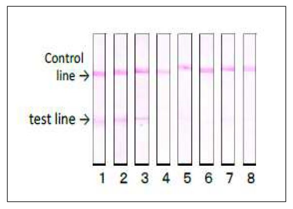 Verotoxin / Shiga toxin (SLT-1 + SLT-2) subunit A antibody [vero-01]