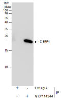 CSRP1 antibody [N1C3]