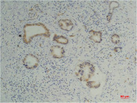 Cyclophilin B antibody [1B3]