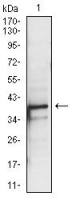 PBK antibody [2C8]