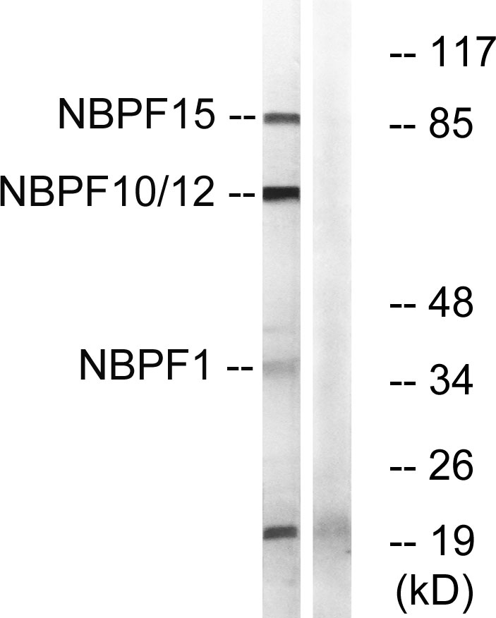 NBPF1/9/10/12/14/15/16/20 antibody