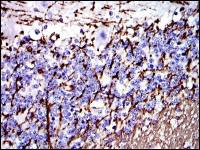 Myelin basic protein antibody [2H9]