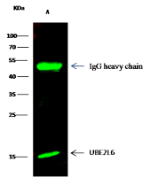 UBE2L6 antibody
