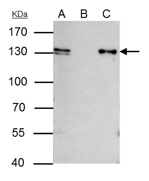 MCM2 antibody [N1N2], N-term