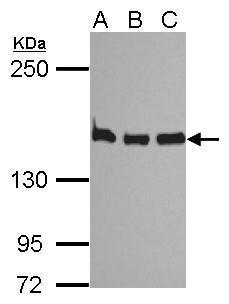 SMC1A antibody