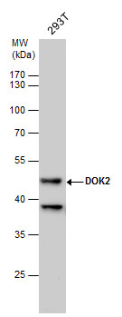 DOK2 antibody [N1C1]