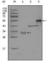 PEG10 antibody [1B1C4]