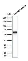 GPN1 antibody [GPN1/2350]