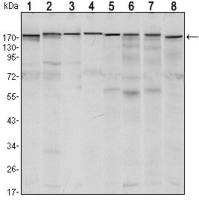 SETDB1 antibody [5H6A12]