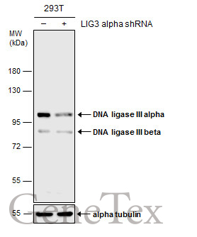 DNA ligase III antibody