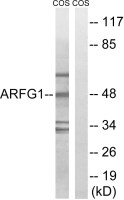 ARFGAP1 antibody